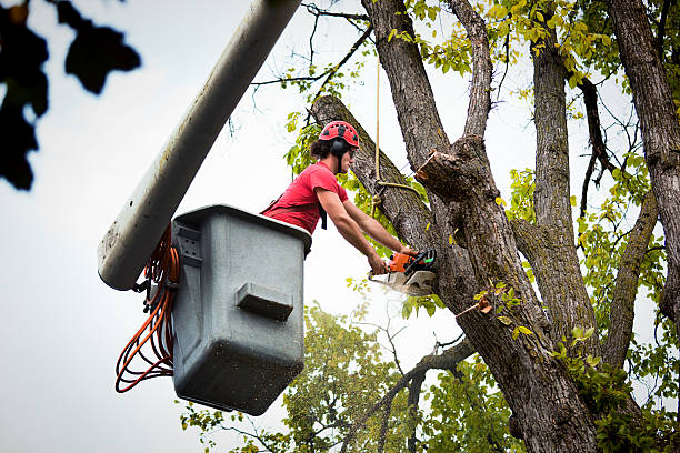 Best Tree Removal  in Fort Rucker, AL